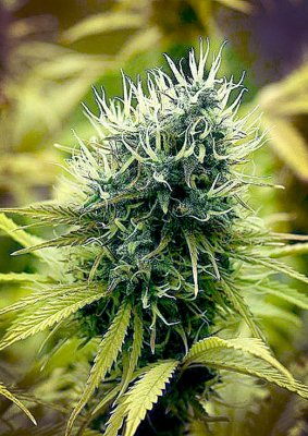 Northern Light auto fem