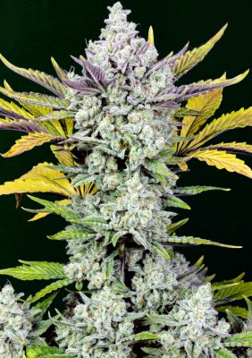 Gorilla Cookies auto fem