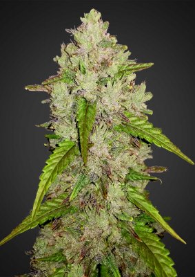 Amnesia Haze auto fem